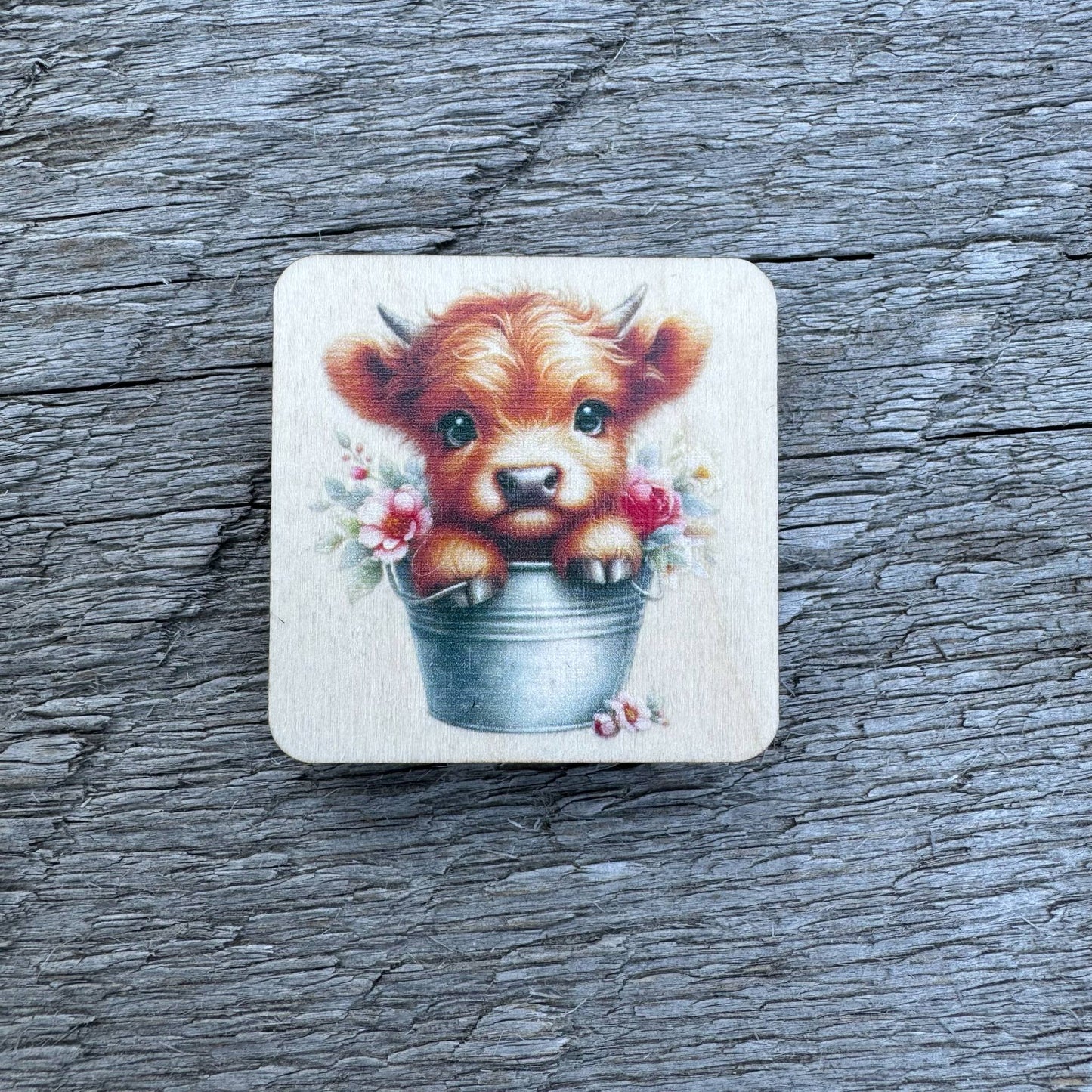 Highland Calf In Bucket | Magnet